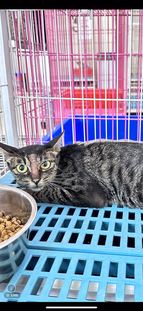 Tabby adult female mixed-breed cat, Large, shelter no. …9006