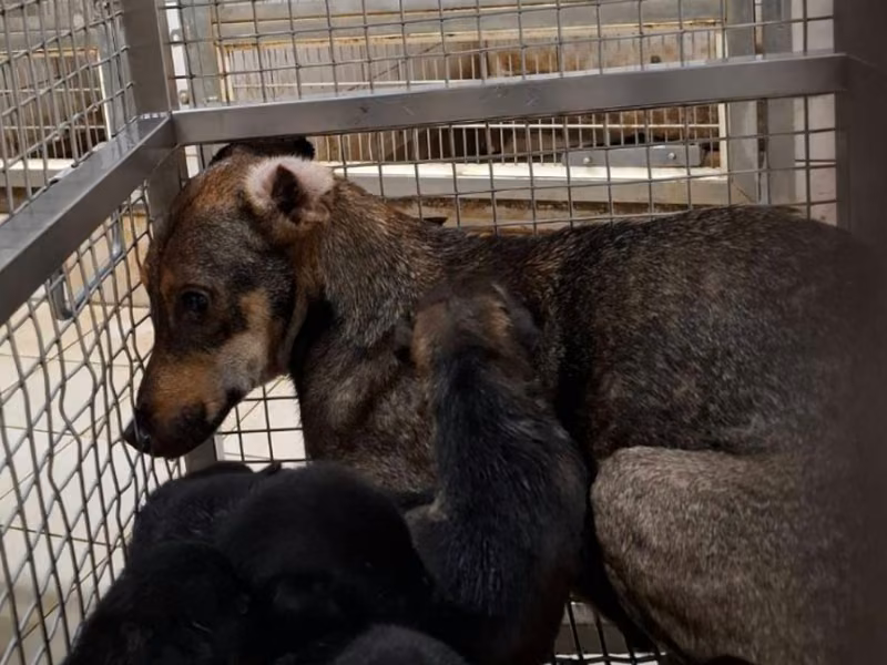 Tan adult female mixed-breed dog, Medium, shelter no. …8-06
