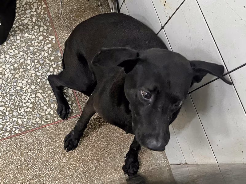Black adult male mixed-breed dog, Large, shelter no. …7A24