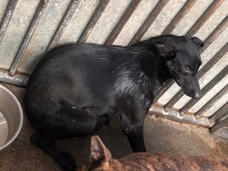 Black adult female mixed-breed dog, Medium, shelter no. …8001