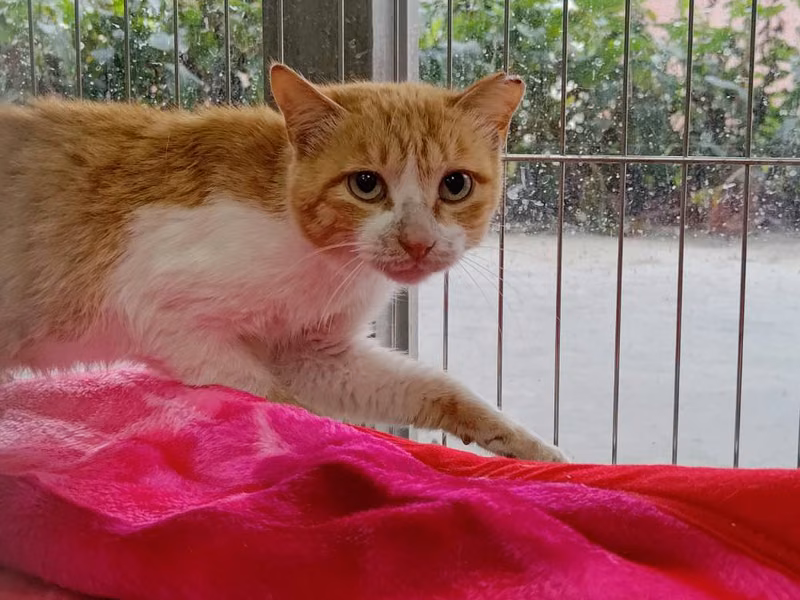 Orange-and-white adult male mixed-breed cat, Medium, shelter no. …2005