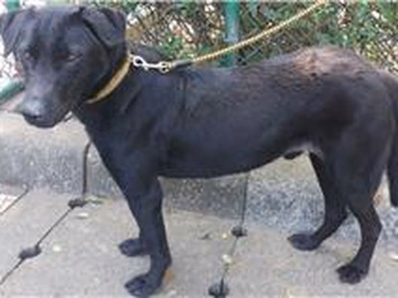 Black adult male mixed-breed dog, Medium, shelter no. …1003