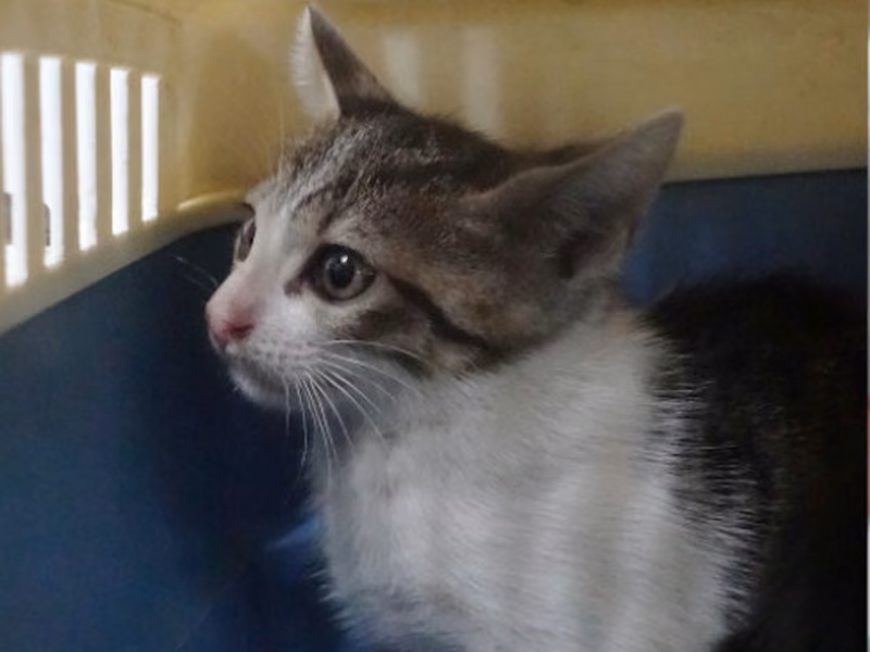Tabby-and-white young mixed-breed cat, Small, shelter no. …1208