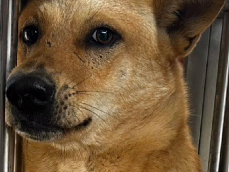 Tan adult male mixed-breed dog, Large, shelter no. …5009