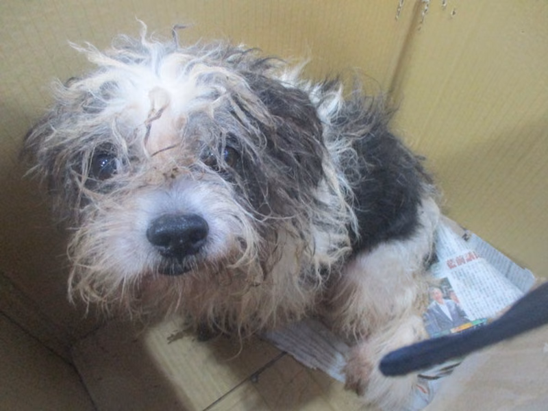 Black-and-white adult male mixed-breed dog, Medium, shelter no. …6A24