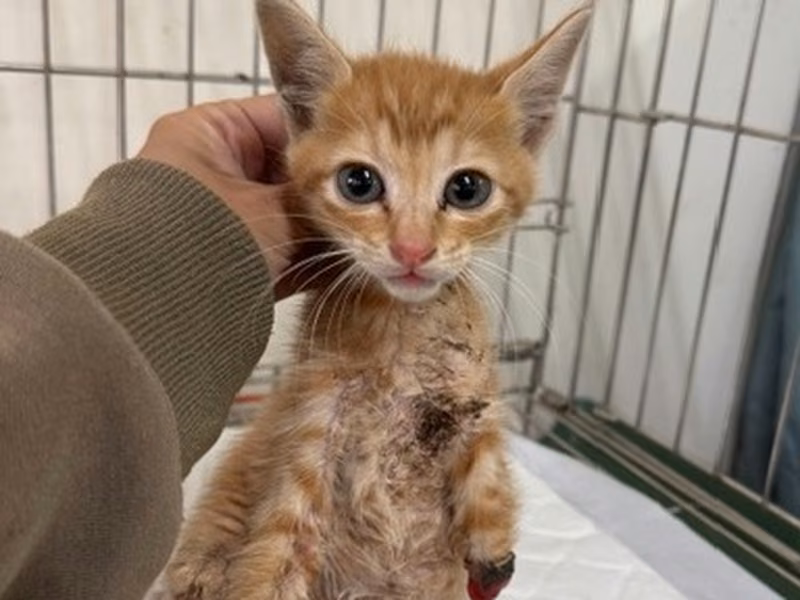 Pusang halo ang lahi (Bata, dilaw), Maliit, blg. ng shelter …7002