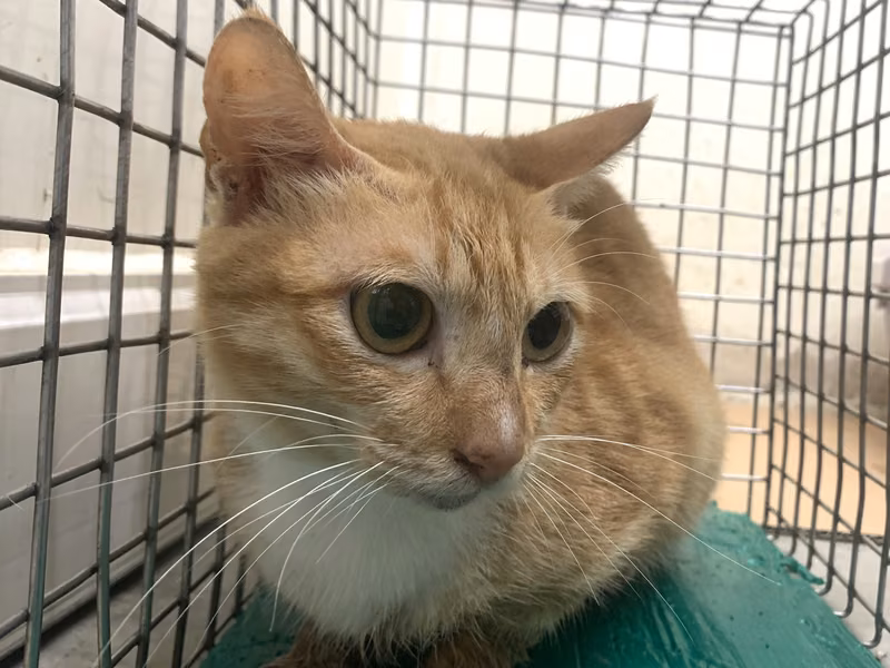 Orange tabby adult female mixed-breed cat, Small, shelter no. …0204