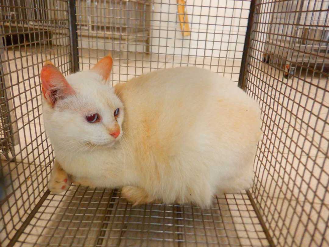 White adult female mixed-breed cat, Small, shelter no. …14C1