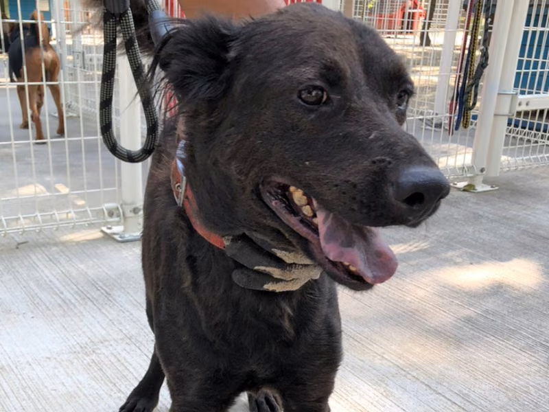 Black adult female mixed-breed dog, Medium, shelter no. …9-12