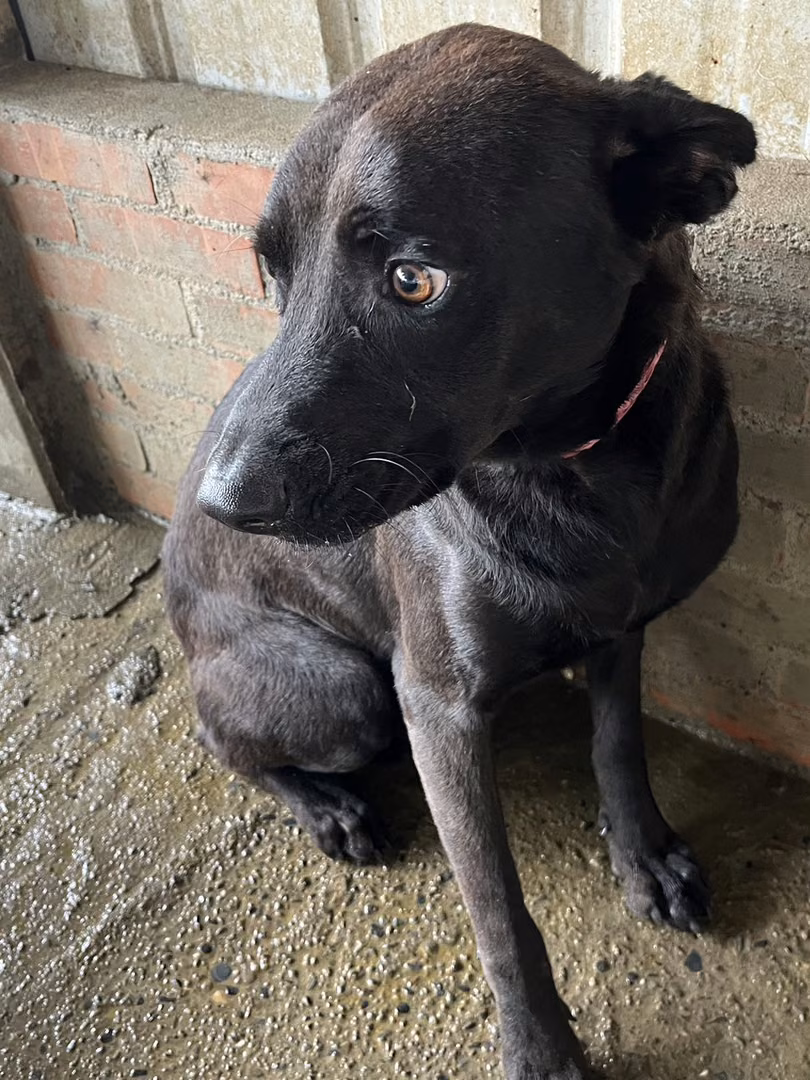 Black adult male mixed-breed dog, Medium, shelter no. …2001