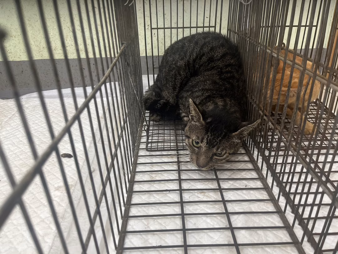 Adult male mixed-breed cat, Small, shelter no. …2C01