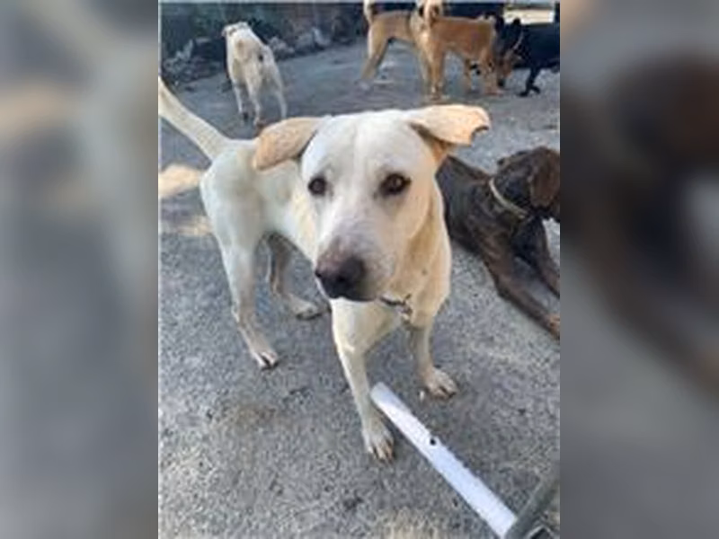 ミックス犬(オス・成犬・白)、中型, 施設番号 …4001