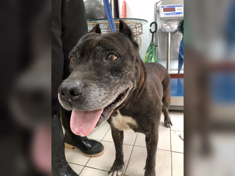 Tabby adult female mixed-breed dog, Medium, shelter no. …6020