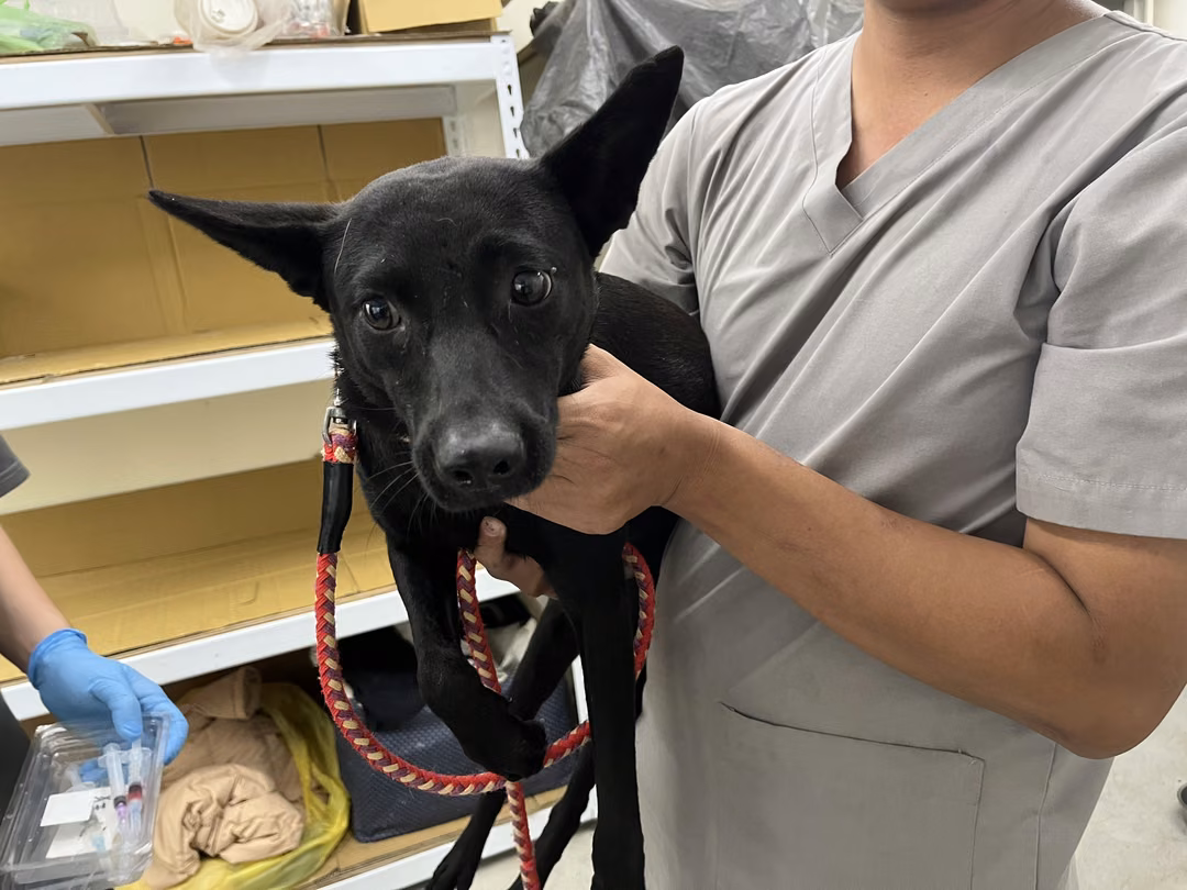 Black adult female mixed-breed dog, Medium, shelter no. …2603