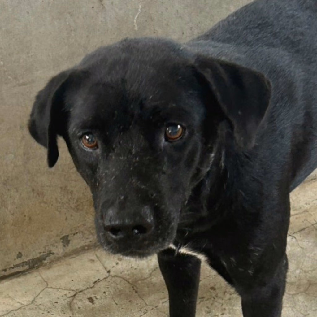Black adult male mixed-breed dog, Large, shelter no. …7011
