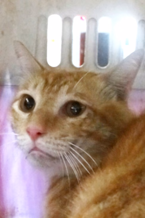 Gato mestizo adulto (canela), Grande, refugio n.º …1777