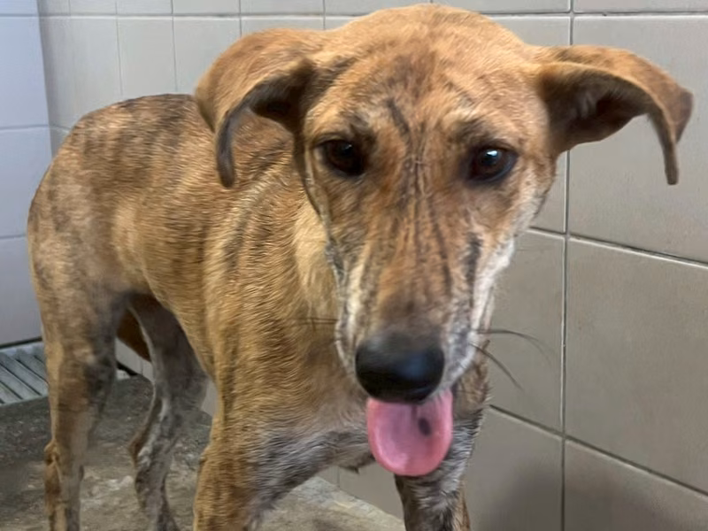 Tabby adult female mixed-breed dog, Medium, shelter no. …3002