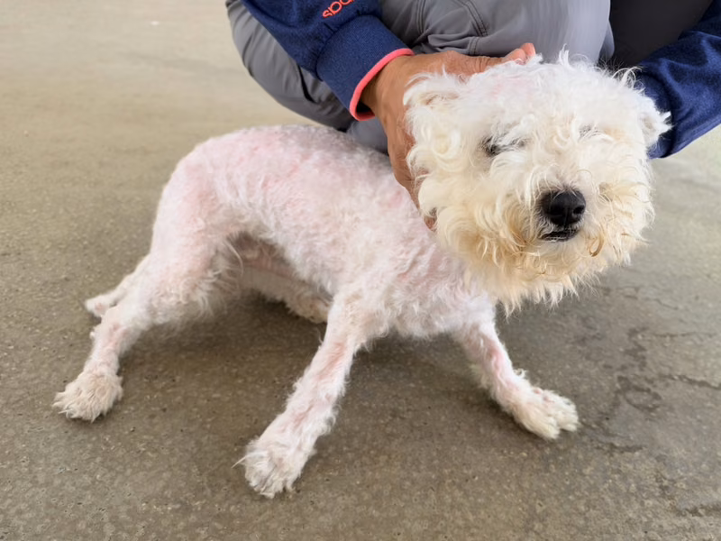 White adult male Bichon Frisé, Small, shelter no. …2002