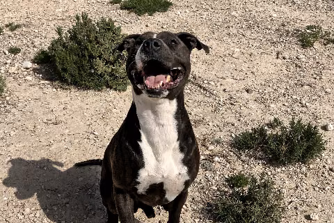 Titan, Adult · Male · Large · Mixed breed
