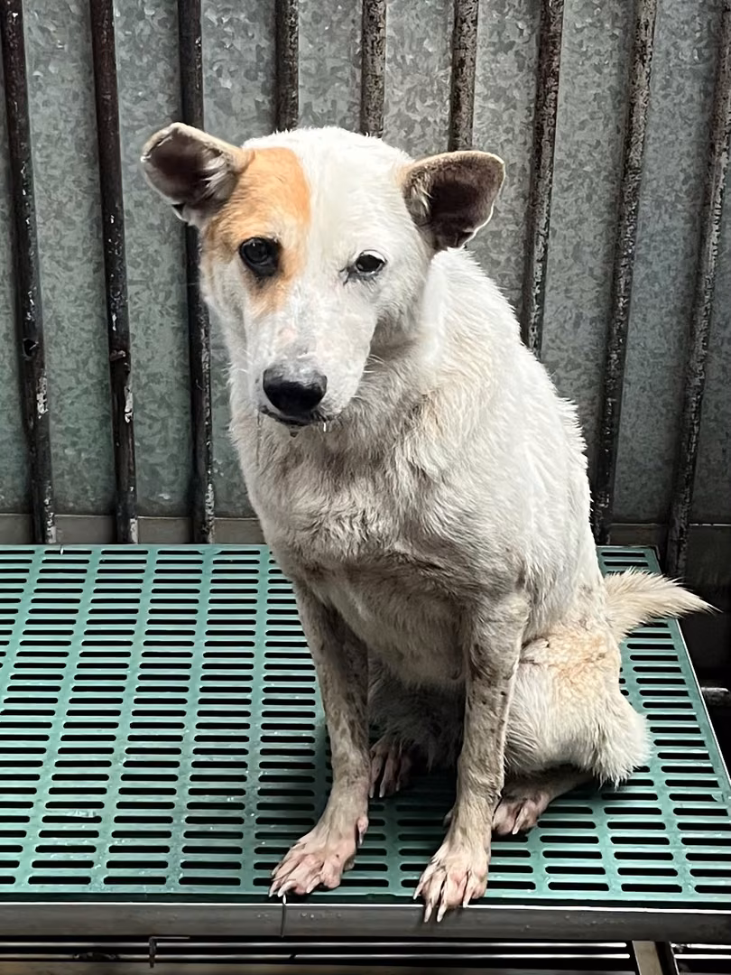 Tan-and-white adult female mixed-breed dog, Medium, shelter no. …5006