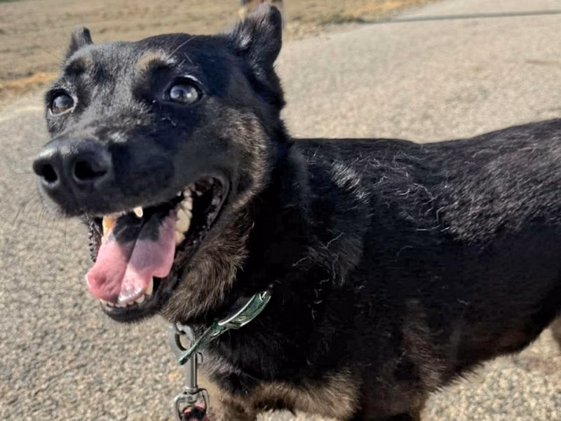 Black-and-tan adult female mixed-breed dog, Medium, shelter no. …6-20