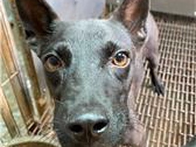 Black young female mixed-breed dog, Medium, shelter no. …3008