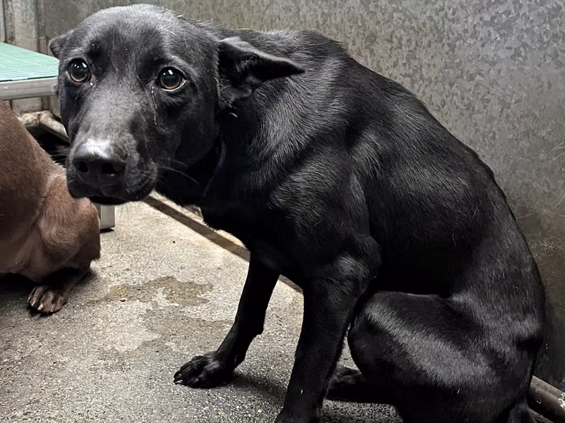 Black adult female mixed-breed dog, Medium, shelter no. …8002