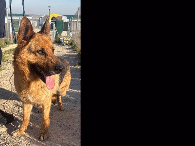 Drac, Adult · Male · German Shepherd