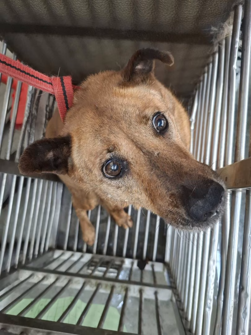 Tan adult female mixed-breed dog, Medium, shelter no. …1602