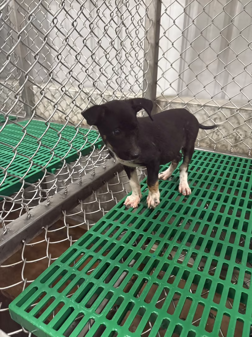 Black young female mixed-breed dog, Small, shelter no. …7003