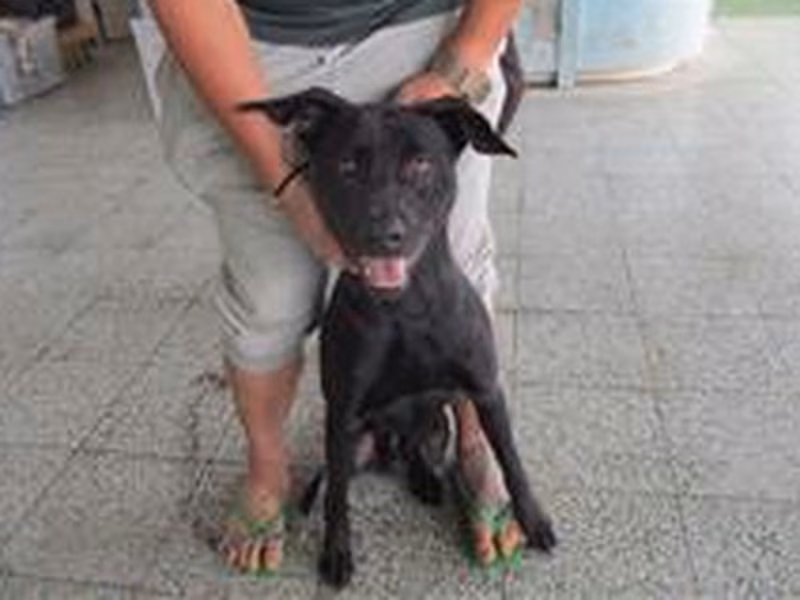 Black adult male mixed-breed dog, Medium, shelter no. …9011