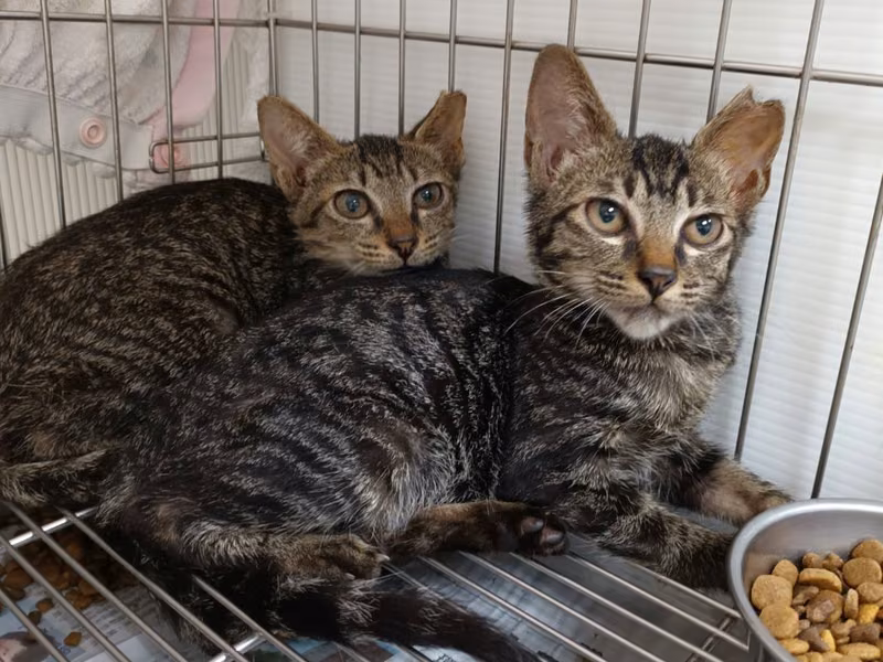Tabby young male mixed-breed cat, Small, shelter no. …0703
