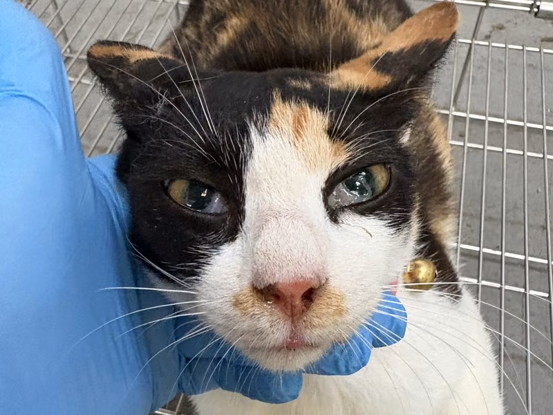 Calico adult female mixed-breed cat, Medium, shelter no. …9003