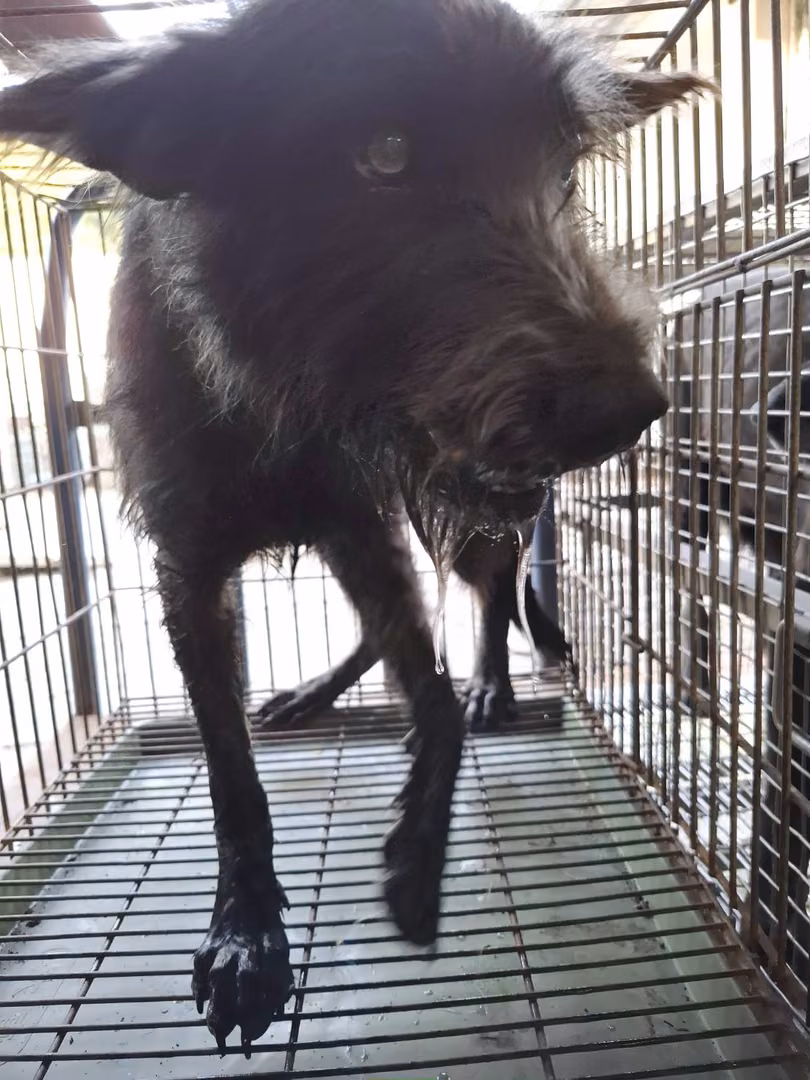 Black adult male mixed-breed dog, Medium, shelter no. …1-11