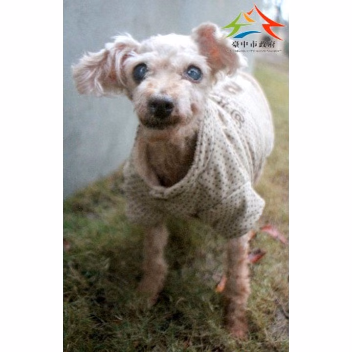 Brown adult female mixed-breed dog, Medium, shelter no. …6005