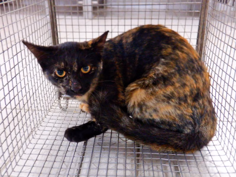 Adult female mixed-breed cat, Small, shelter no. …01C4