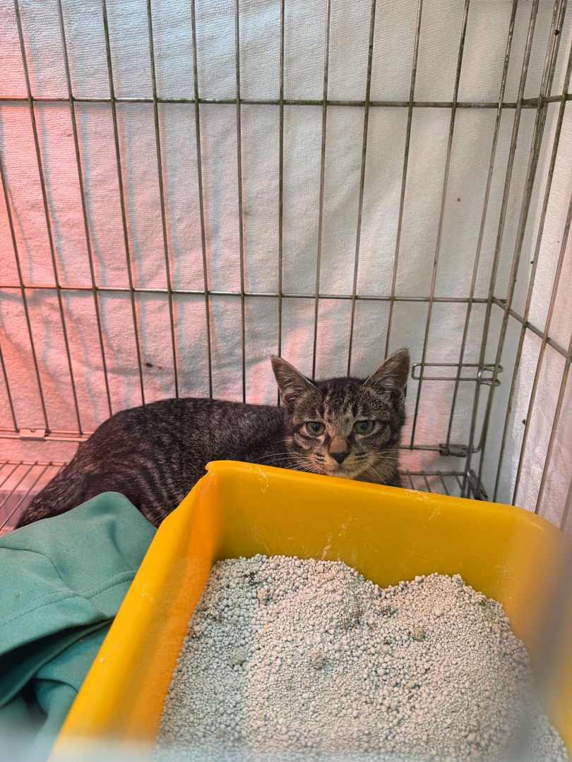 Tabby young male mixed-breed cat, Small, shelter no. …1011
