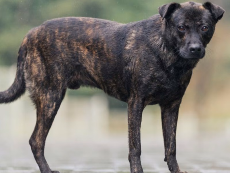 Tabby adult male mixed-breed dog, Medium, shelter no. …5001