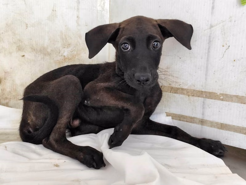 Black young male mixed-breed dog, Small, shelter no. …1513