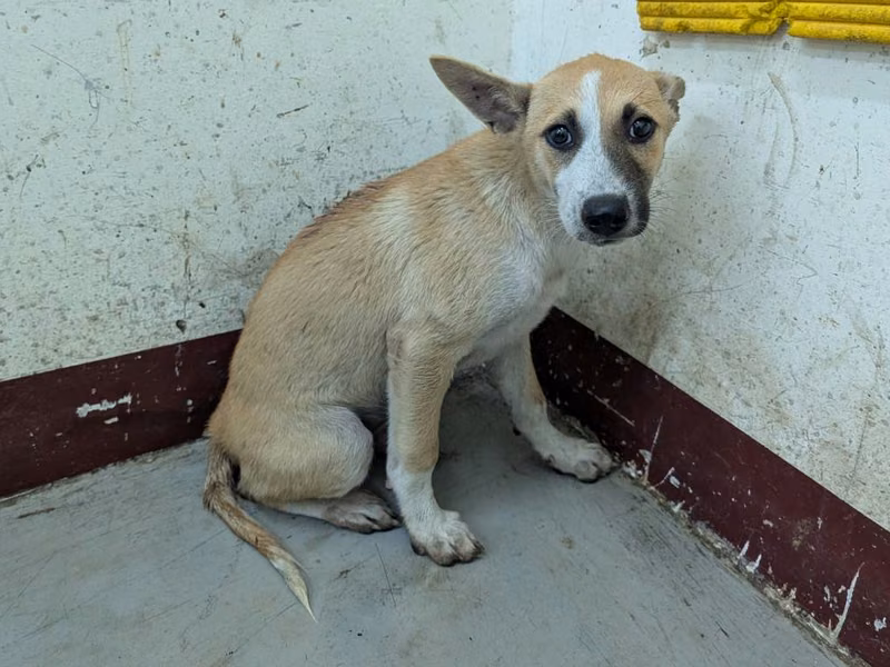 Tan adult female mixed-breed dog, Medium, shelter no. …1508