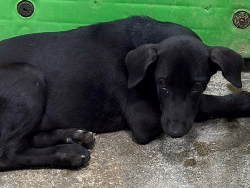 Black adult female mixed-breed dog, Medium, shelter no. …3021