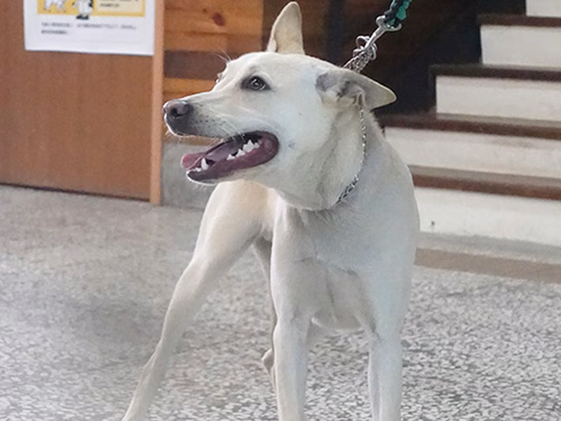 White adult male mixed-breed dog, Large, shelter no. …0100