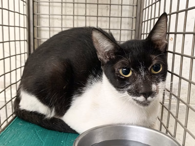 Black-and-white adult female mixed-breed cat, Small, shelter no. …0601