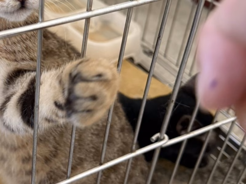 Adult male mixed-breed cat, Small, shelter no. …6C01