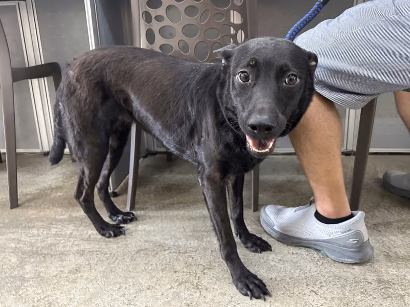 Black adult female mixed-breed dog, Medium, shelter no. …2503