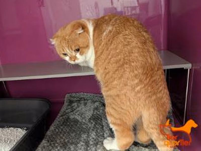 White adult male Scottish Fold, shelter no. …4376