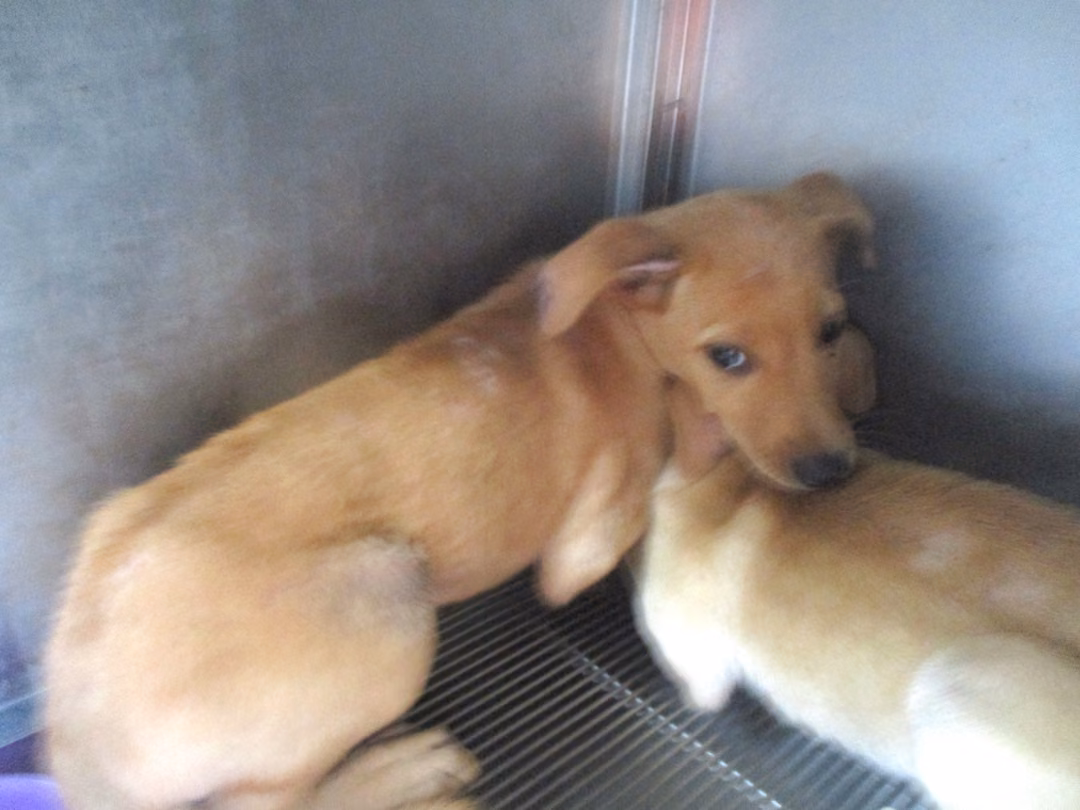 Tan young female mixed-breed dog, Small, shelter no. …13-1