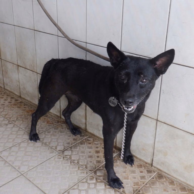 Black adult female mixed-breed dog, Medium, shelter no. …6868