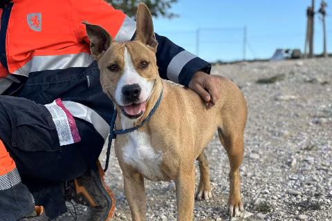Luna, Adult · Female · American Pit Bull Terrier