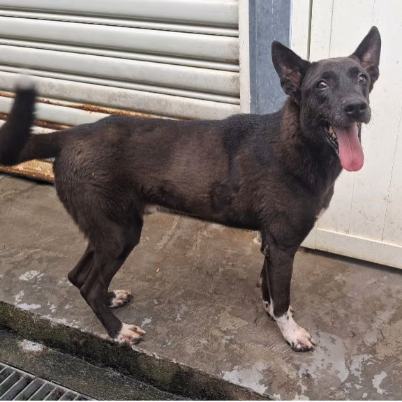Black adult male mixed-breed dog, Medium, shelter no. …2206